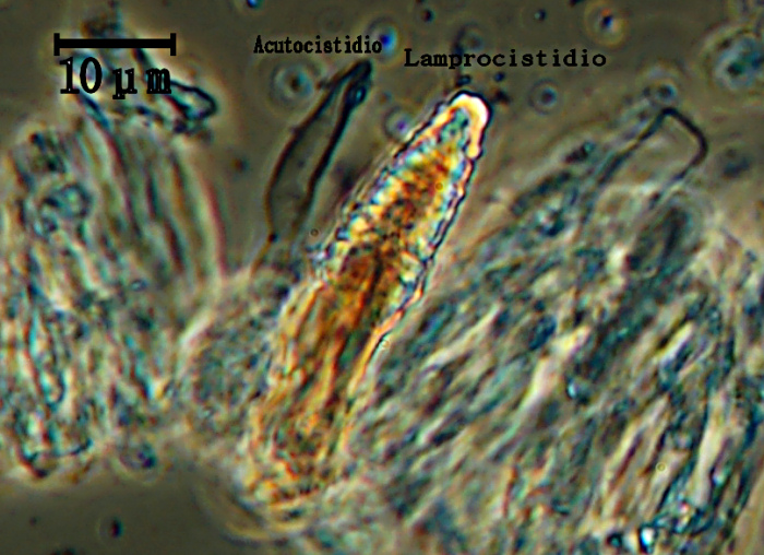 Sicuramente H. juniperi - foto 5852(Peniophora junipericola)